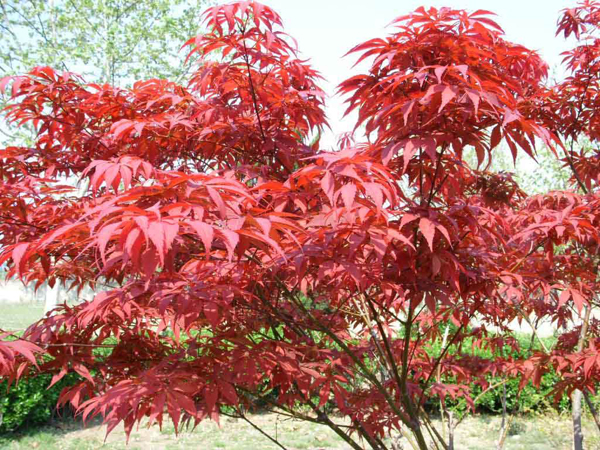 紅楓樹