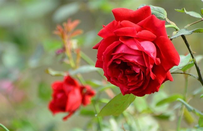 月季花根怎么種植?月季花栽培技術