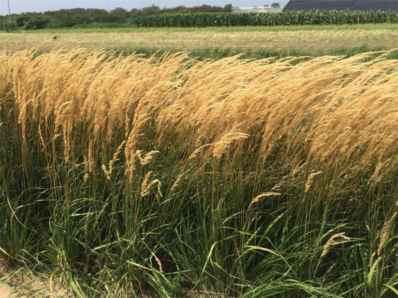 1661780024839909.jpg 8d4d66f714a446bfd7cb22f5042d1f2.jpg